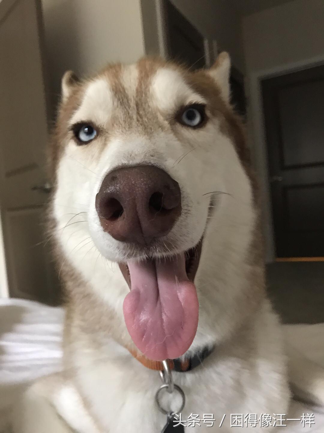 狗狗胡萝卜能每天吃吗,狗能吃胡萝卜酸奶吗