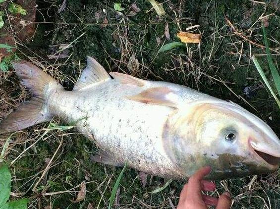 青鱼草鱼的区分,和鳙鱼相似的鱼有哪些