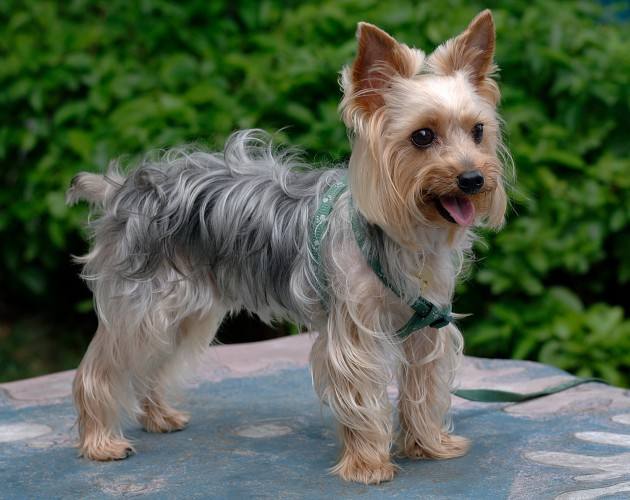 如何了解各种不同的狗狗品种,小型狗当中什么狗型最好