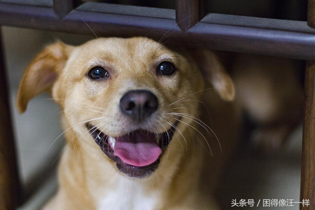 狗狗胡萝卜能每天吃吗,狗能吃胡萝卜酸奶吗