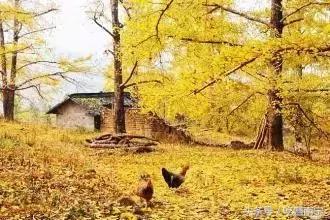 广西深秋好看的地方,广西的秋天哪里风景最美