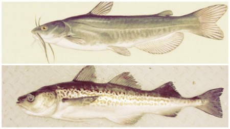 吃鱼祝好“孕”孕妇食安知多少？