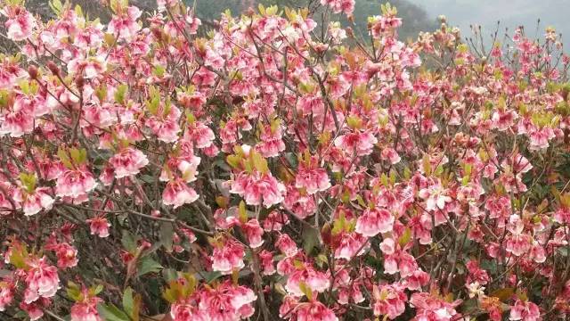 推荐|大明山风景区恢复开放啦！花都开好了，你还不来么？