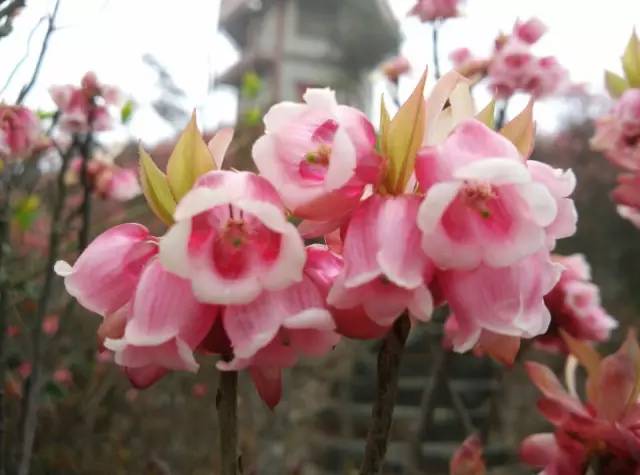 推荐|大明山风景区恢复开放啦！花都开好了，你还不来么？