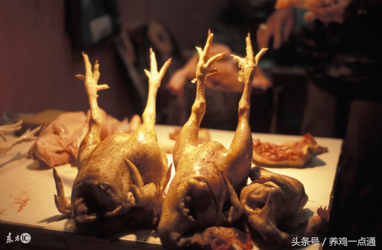 做兽医怎么样,做兽医需要学什么专业