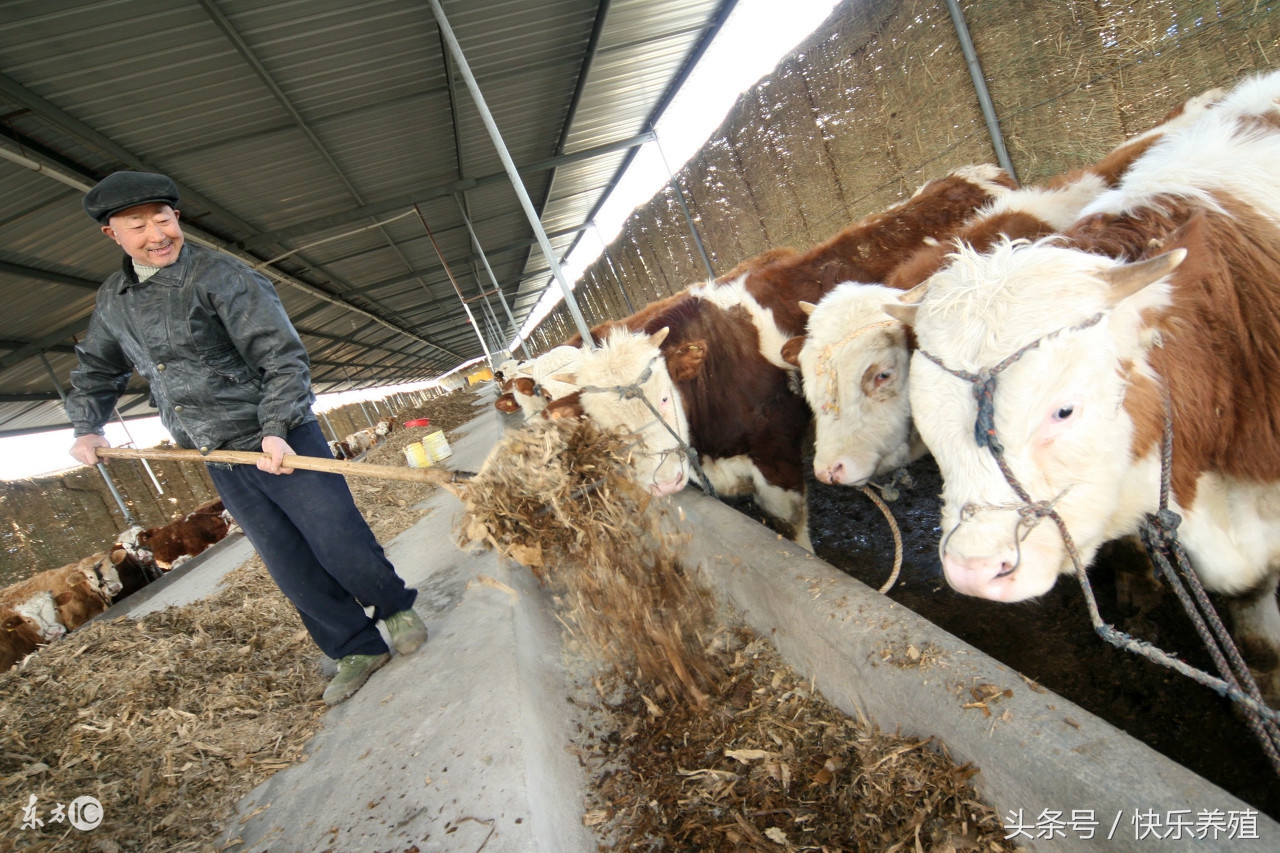 养牛赚钱吗现在还有前景吗,为什么养牛这几年挣钱少了呢