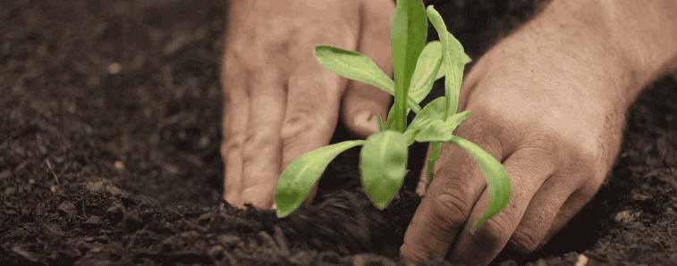 因为种玫瑰花,“她”从澳洲火到了全球!