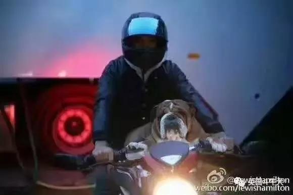 十大常见的斗牛犬,世界十大著名斗牛犬