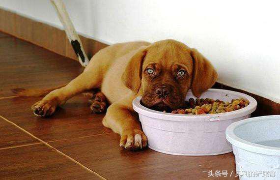 狗狗发情了,你可能需要知道这几点