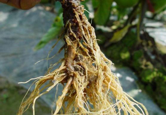 香妃茶花常见病,耐冬茶花常见病虫