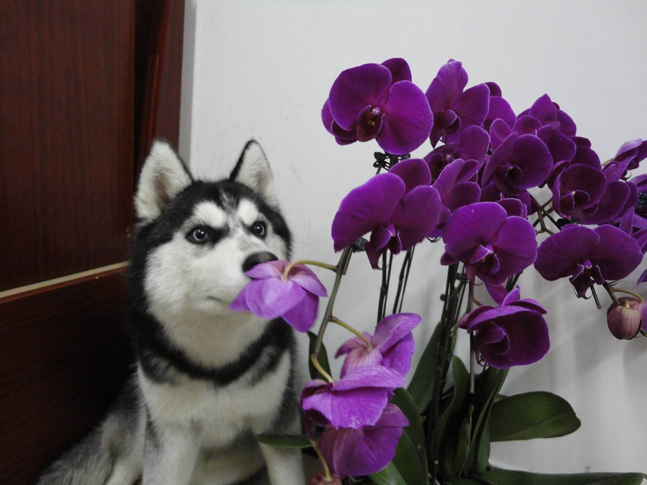 家里有宠物的赶快看看,猫狗吃花,等于自杀,提高警惕