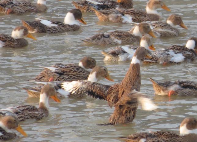 鸟类的视觉效果和人类一样吗,鸟类的视觉有多发达