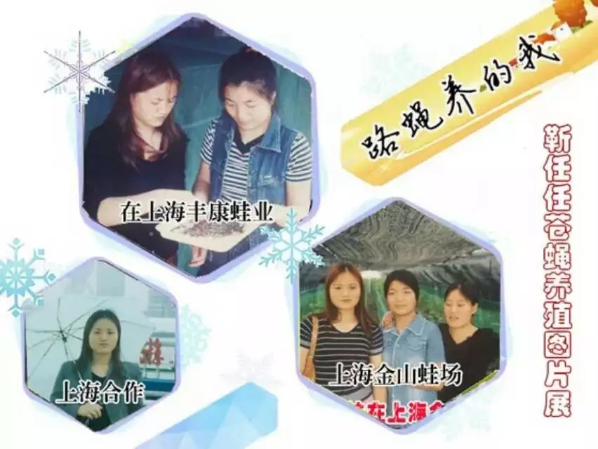 蝇蛆有销路吗,苍蝇养殖场选择