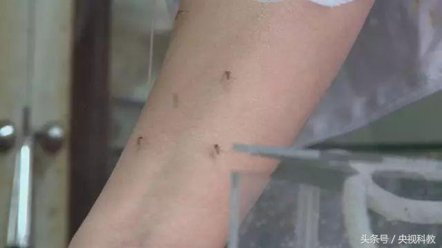 科学防蚊,实测防蚊最有效的方法