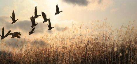 知我者谓我心忧下一句怎么接,高情商回复知我者谓我心忧