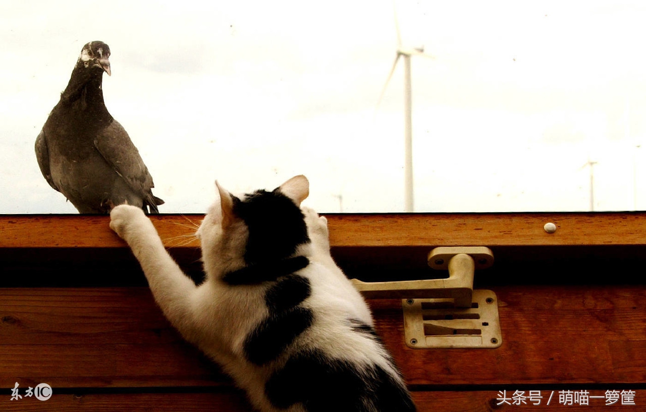 猫咪智商高是什么表现,猫咪智商高的十大表现