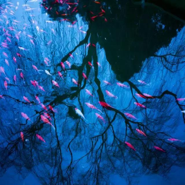 京东摄影金像奖,2021京东摄影金像奖