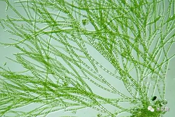 水体清澈情况下鱼会缺氧吗,淡水鱼缺氧是什么现象及施救办法