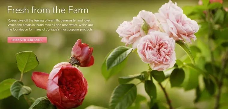 因为种玫瑰花,“她”从澳洲火到了全球!