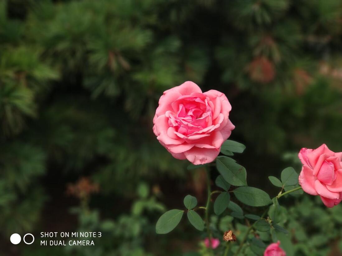 小米note3和小米6哪台更强,小米note3测评换屏幕