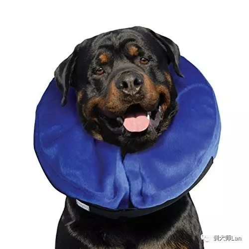 狗狗绝育手术后要注意什么,狗狗绝育后怎么护理