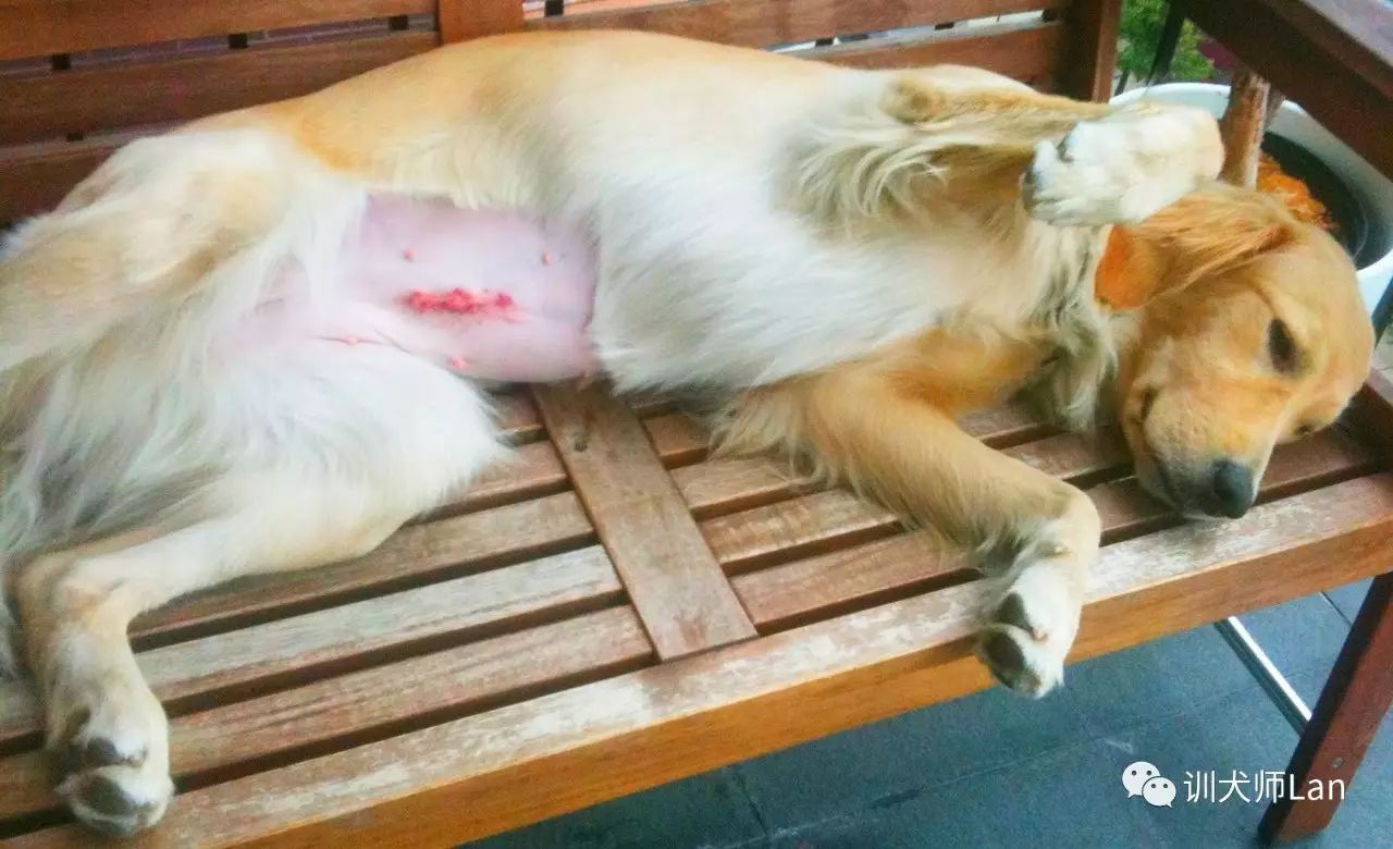 狗狗绝育后脾气暴躁怎么办呀,狗狗做完绝育后攻击行为