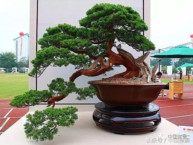 盆景收藏的前景,盆景收藏视频大全