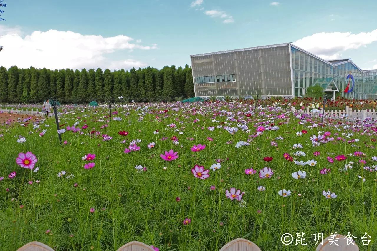 昆明捞鱼河公园万株野花如期绽放，国庆节踩烂2张共享单车也得去