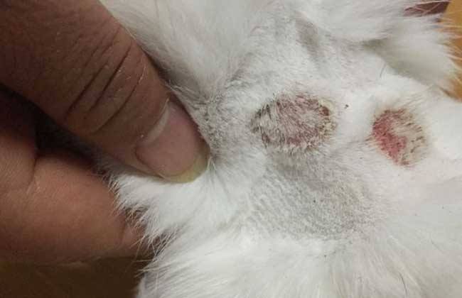 猫癣是怎么得的主人有脚气,啥是猫癣