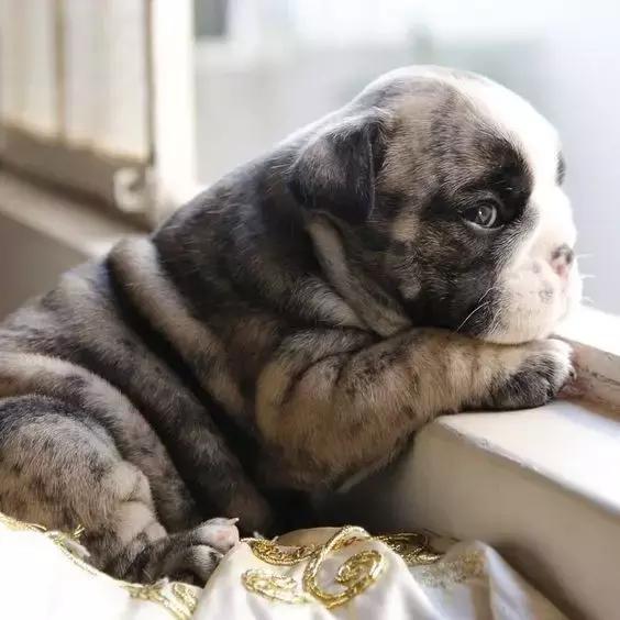 一梦谈狗:英牛那么丑,价格又贵,为什么还有那么多人养?