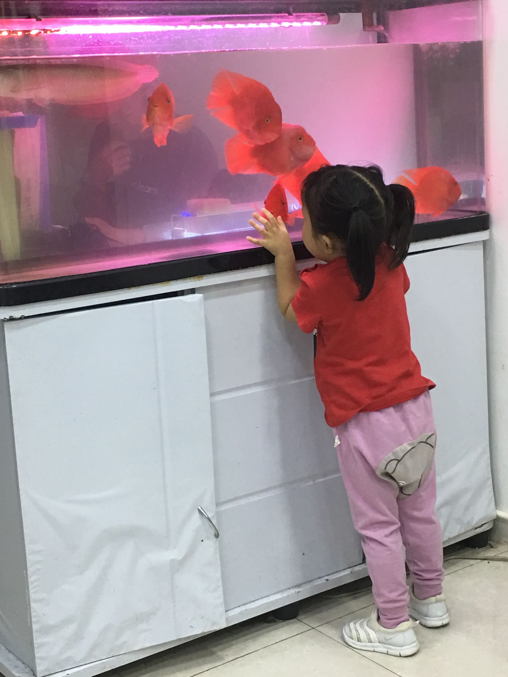 汤圆生病了,汤圆小记