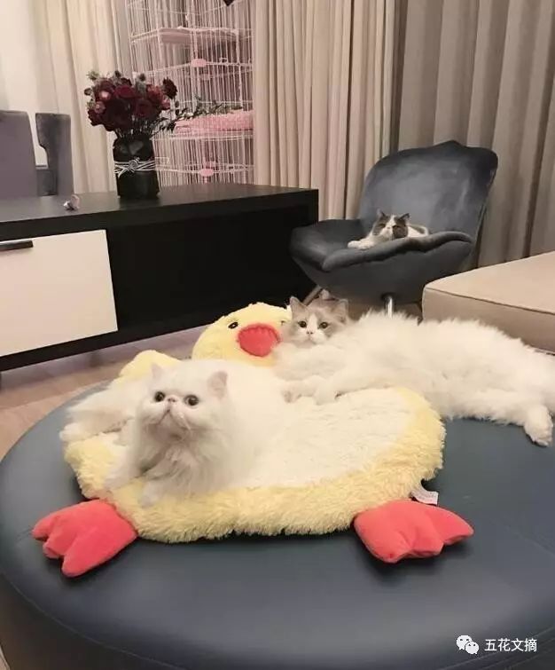 巨钻多少钱一颗,巨钻