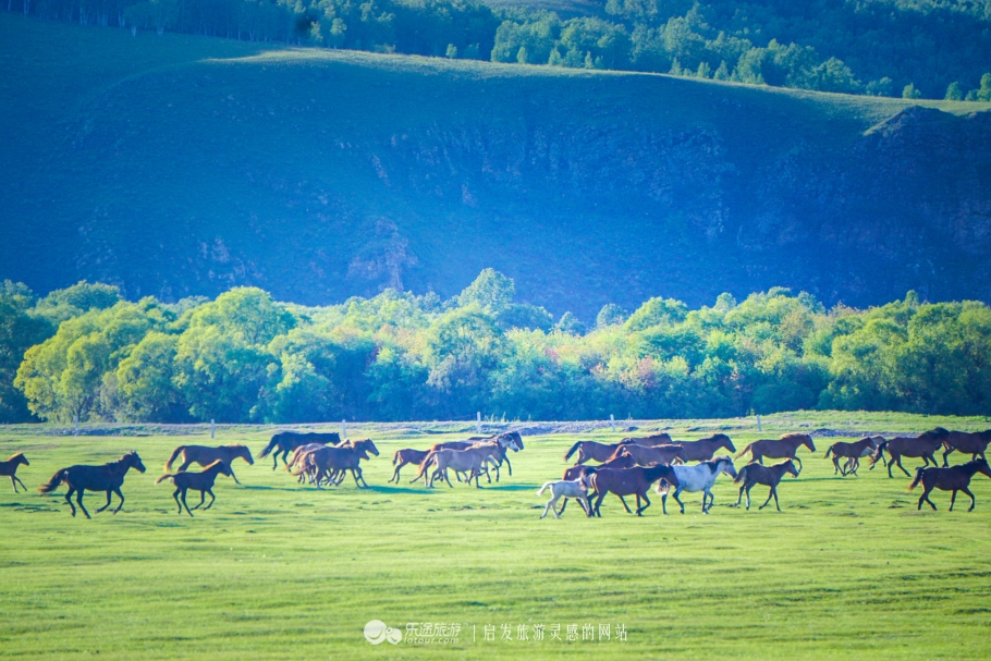 三河马的血统有哪些,三河马是怎么诞生的