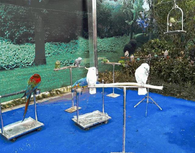 百鸟展门票,百鸟展门票早鸟票