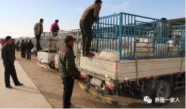 今年养羊是亏还是赚,倒羊和养羊哪个更赚钱