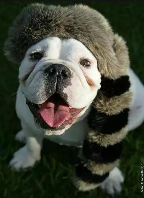 一梦谈狗:英牛那么丑,价格又贵,为什么还有那么多人养?