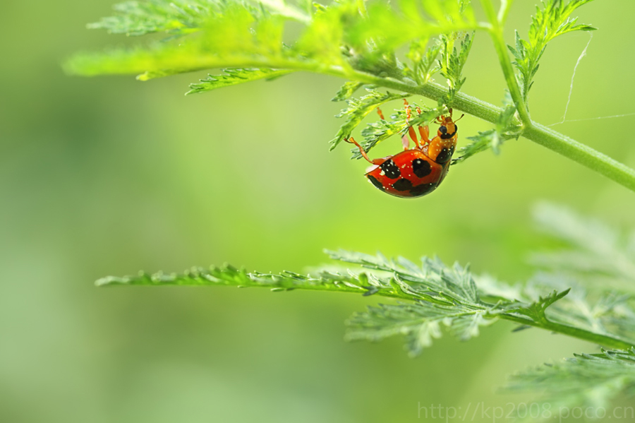秋风秋雨秋世界—虫虫集