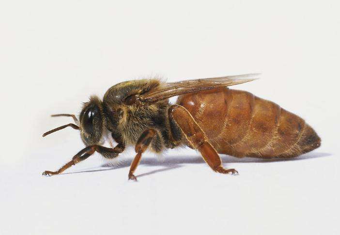 能生存100年的水熊虫,水熊虫生命力真的很顽强吗