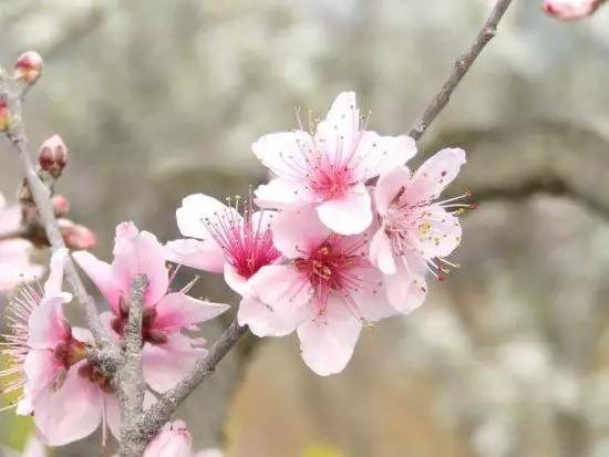 待到明年春来，许你千米桃花，番禺这里将打造2000平方米桃花林！