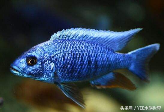 来自非洲三湖的小精灵，各有自己的小秉性