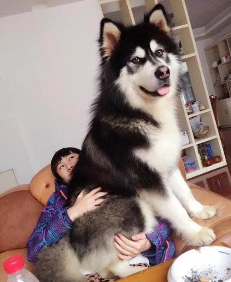 第一名阿拉斯加雪橇犬,阿拉斯加犬叫什么名字比较好