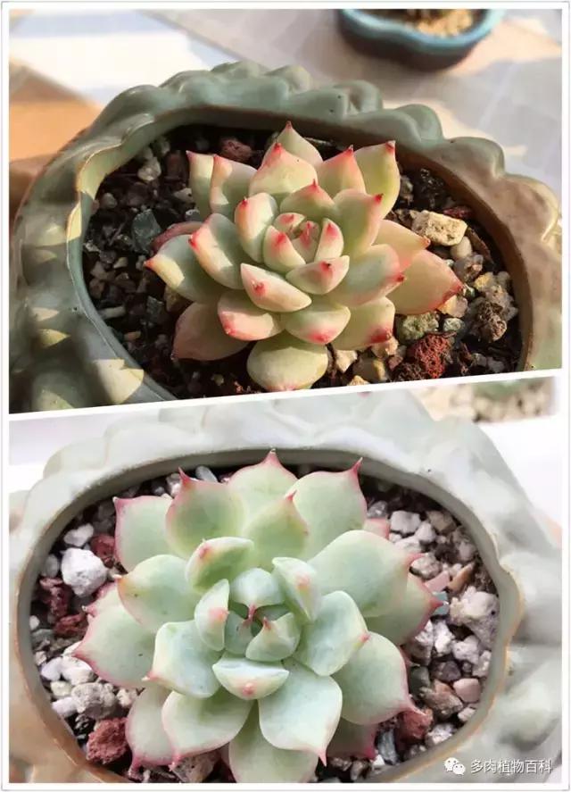 秋风送爽适用于九月吗,秋风送爽赏景天