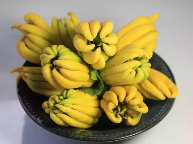 佛手柑果的栽培和管理,佛手柑管理方法