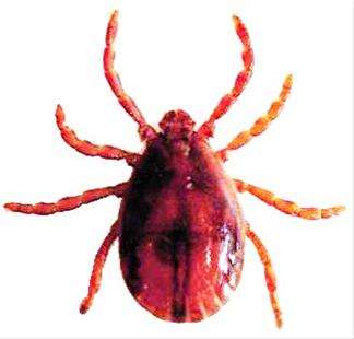 不死之虫超越水熊,不死之身的生物水熊虫和蝾螈