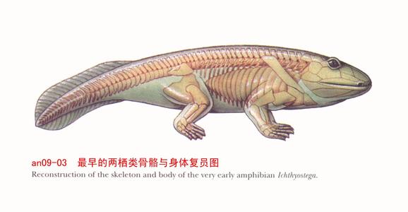 能生存100年的水熊虫,水熊虫生命力真的很顽强吗