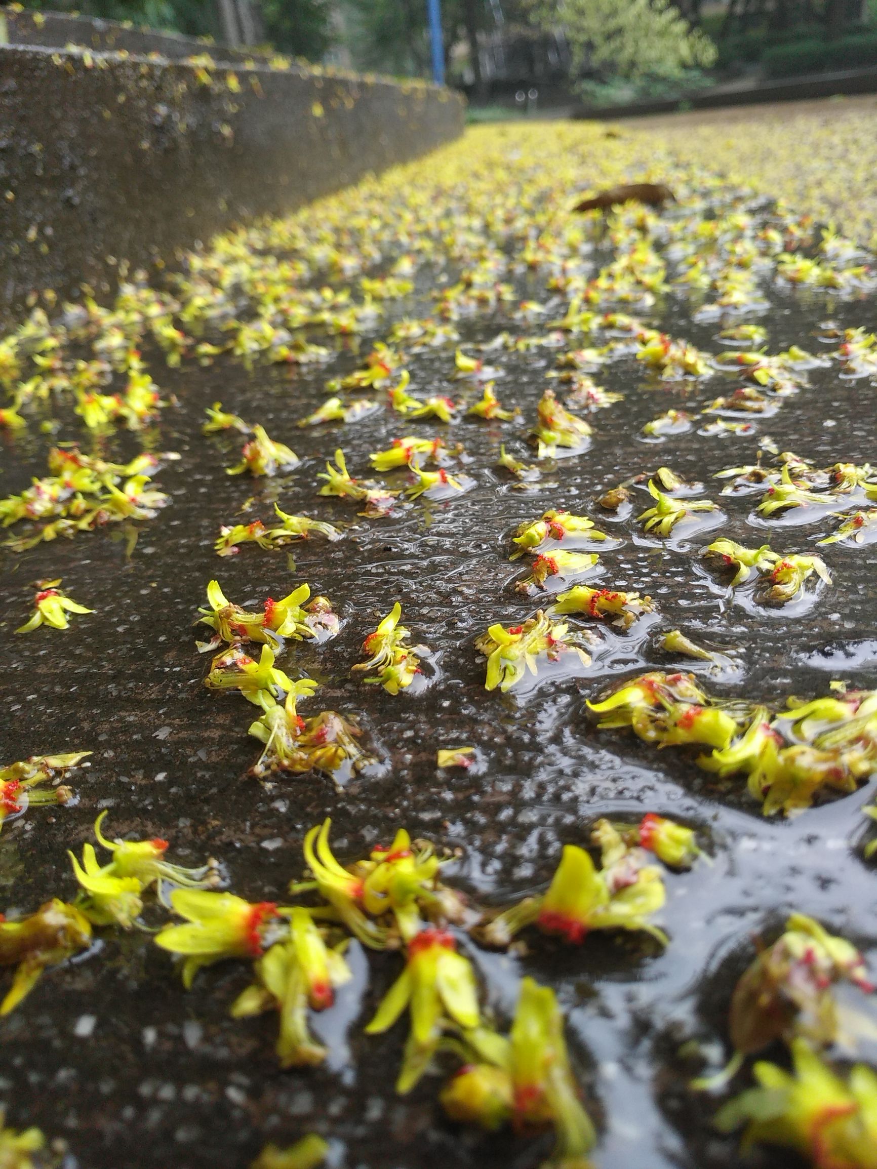 树顶长黄花的草药,山上开黄花的中草药