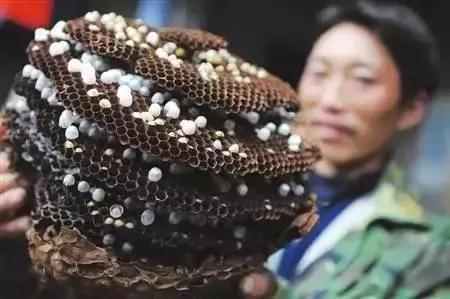 吃野生马蜂蛹违法吗,吃马蜂的蜂蛹中毒是什么原因