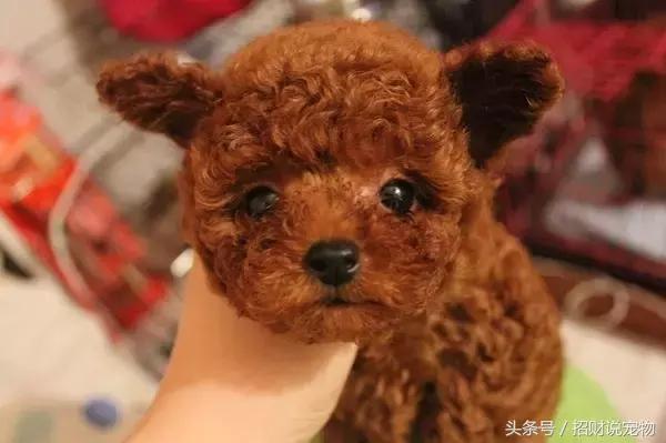 幼犬怎么预防翻肠子,幼犬后腿外翻怎么办