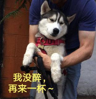 狗狗喝醉了几天能好,狗狗喝醉了