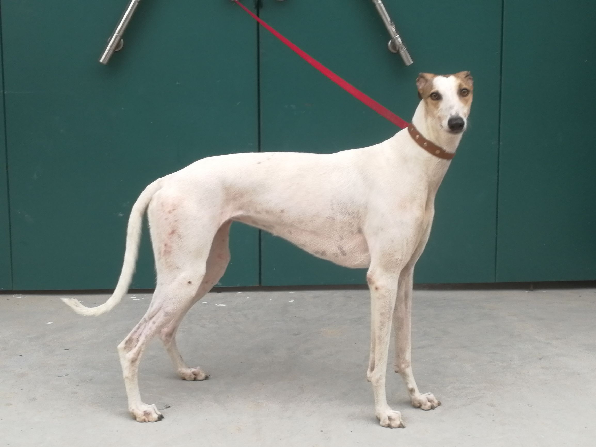 灵缇犬狩猎的季节,灵缇繁殖期